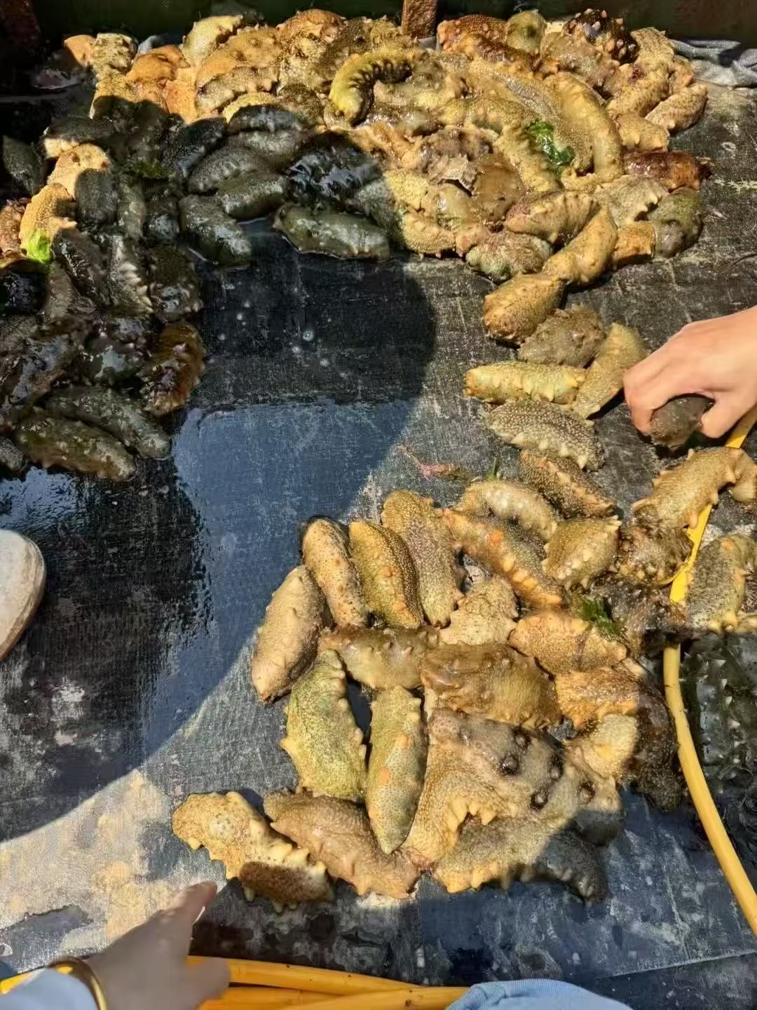 海参1.jpg